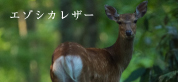 エゾシカレザー